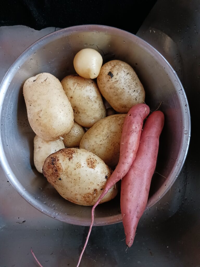 These are some of potatoes and sweet potatoes I grew in containers from